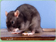 rat control Swiss Cottage